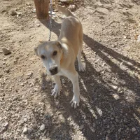 توله ی الابای|سگ|سیرجان, |دیوار