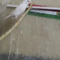 معاوضه فنج بنگال نر