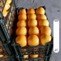 پرتقال تامسون درجه یک شمال|حراج|لنگرود, |دیوار