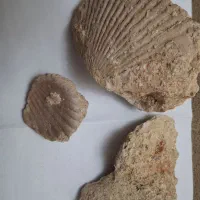 سه کلکسیون فسیل صدف
