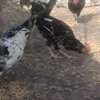 مرغ وخروس گلین