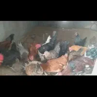 مرغ وخروس محلی وگلین