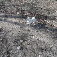 واگذاری سگ پاکوتاه|سگ|کرمانشاه, |دیوار