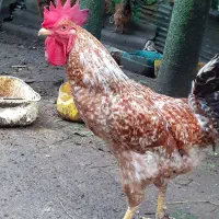 خروس