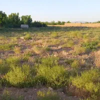 فروش زمین کشاورزی