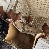 کفتر رواعبی جفت و تک