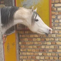 نریان عرب کره دن دن