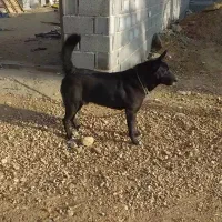 سگ نگهبان