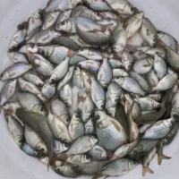 ماهی کپور گرمابی