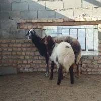 بره دار|حیوانات مزرعه|گمیشان, |دیوار