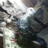 پرنده|پرنده|اصفهان, حصه جنوبی|دیوار