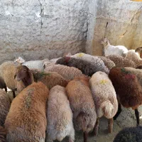 گوسفند زنده مغان افشار با قصاب مجرب شبانه روزی