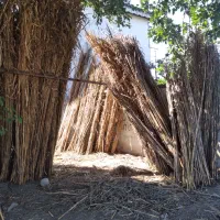 فروش نی