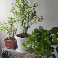 گلهای طبیعی شاداب وزیبا|گل و گیاه طبیعی|تهران, افسریه شمالی|دیوار