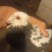 کبوتر پاکستانی تیدی|پرنده|همدان, |دیوار