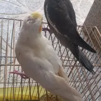 دوتا جوجه عروس هلندی خوشکل باهم و سهره