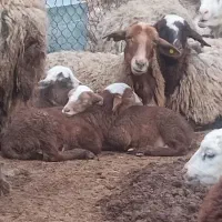 گوسفند اصلاح نژاد چندقلوزا افشاری
