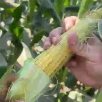 فروشعمده چاپرذرتیونجه24500کاهگندم|لوازم جانبی حیوانات|اصفهان, دارک|دیوار
