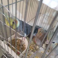 عروس هلندی مولد با ۵جوجه به بالاترین پیشنهاد