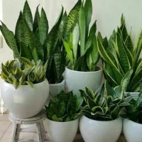 انواع گل و گیاه|گل و گیاه طبیعی|گنبد کاووس, |دیوار