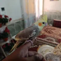 دوتا عروس ۶ ماه نر و اواز خان|پرنده|سبزوار, کهنه آب|دیوار