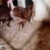 مرغ وخروس برهما|حیوانات مزرعه|بهبهان, |دیوار