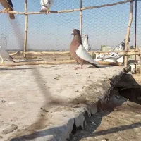 سلام دوعدد کفتر دورنگ نر .|پرنده|الوند, |دیوار