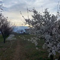 فروش باغ|فروش زمین و ملک کلنگی|موچش, |دیوار