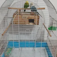 یک جفت مرغ|پرنده|قشم, |دیوار