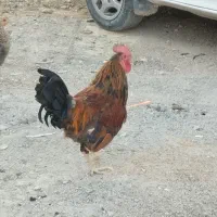 مرغ و خروس