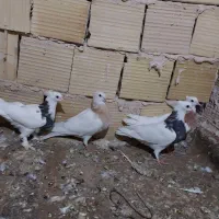 کفتر چهار عدد طوقی هفترنگ جوانه بدون عیب عروسک|پرنده|تربت‌حیدریه, رضاشهر|دیوار