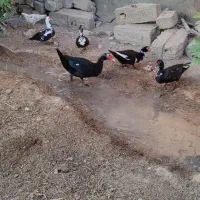 اردک روسی|حیوانات مزرعه|حمیدیه, |دیوار