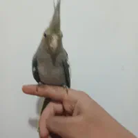 عروس هلندی|پرنده|قم, وادی السلام|دیوار