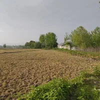 زمین باغی و بیجاری|فروش دفتر صنعتی، کشاورزی، تجاری|خمام, |دیوار