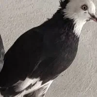 شازده کاکلی