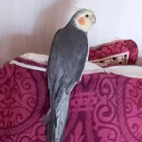 گمشدن طوطی عروس هلندی خاکستری