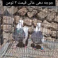 کبوتر طوقی