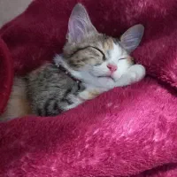 واگذاری بچه گربه