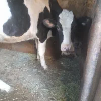 یک راس گاو هلندی با گوساله|حیوانات مزرعه|تیکمه داش, |دیوار