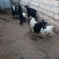 سه راس بز و چهار راس بزغاله|حیوانات مزرعه|ازنا, |دیوار