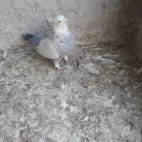 کبوتر سینه|پرنده|بجنورد, |دیوار