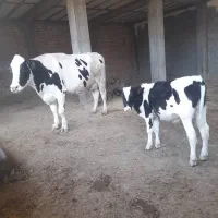 گوساله نر|حیوانات مزرعه|سیوان, |دیوار