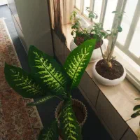 فروش گل های اپارتمانی|گل و گیاه طبیعی|شیراز, شهرک مهدی‌آباد|دیوار