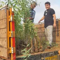 نهال لیمو،مرکبات اکالیپتوس نخل|خدمات باغبانی و درختکاری|جهرم, |دیوار