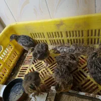 بلدرچین نژاد سنگین سینه پهن