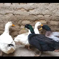 فروش چهار اردک سالم