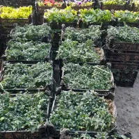 گل وگیاه اپارتمانی وباغچه ای|گل و گیاه طبیعی|اهواز, کوی ملی راه|دیوار