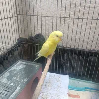 مرغ عشق هلندی چشم قرمز