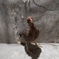 مرغ|حیوانات مزرعه|زاهدان, |دیوار