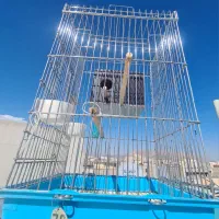 تعدادی قفس ۱۰۳۳ میله ضخیم
